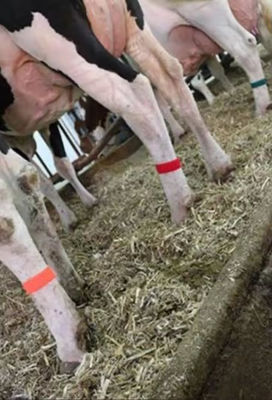 La bande velcro à la corde à crochet de la vache avec conception auto-accrochante et sélection de couleurs variées