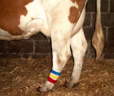 La bande velcro à la corde à crochet de la vache avec conception auto-accrochante et sélection de couleurs variées